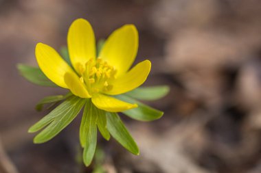 Kar çiçeği çiçek