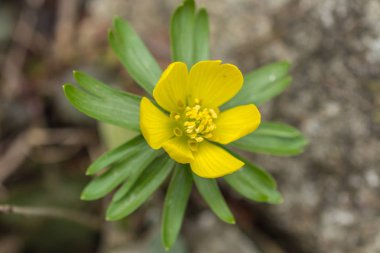 Kar çiçeği çiçek