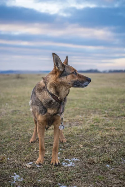 Německý ovčák — Stock fotografie