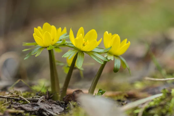 Eranthis hyemalis in voller Blüte — Stockfoto