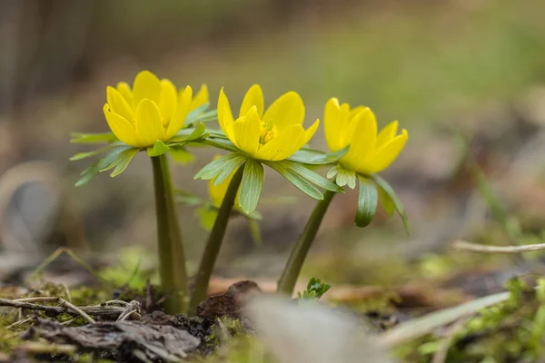 咲いて Eranthis hyemalis — ストック写真