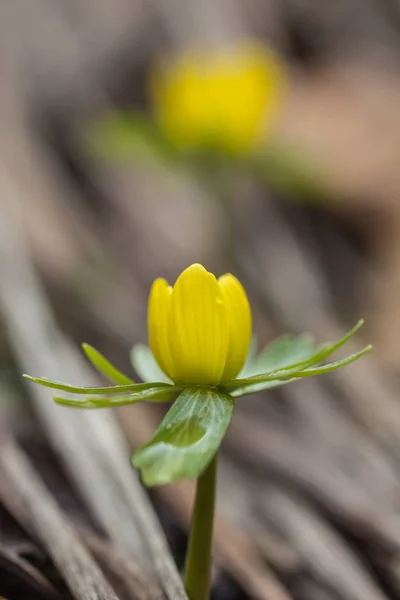Eranthis hyemalis en flor — Foto de Stock
