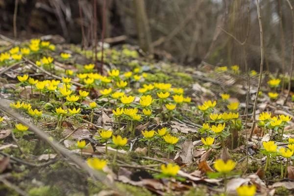 Eranthis hyemalis in voller Blüte — Stockfoto