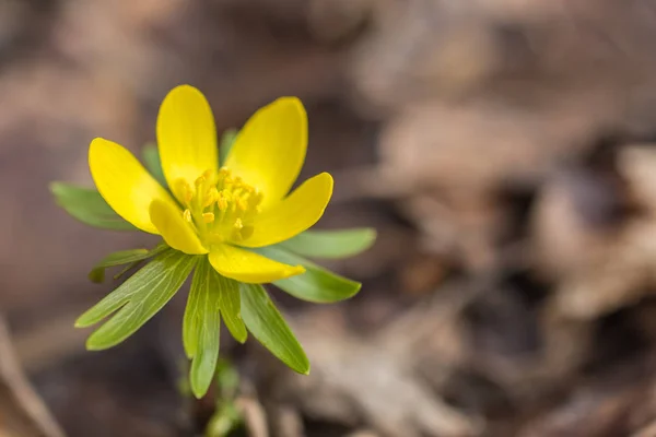 Eranthis hyemalis in voller Blüte — Stockfoto