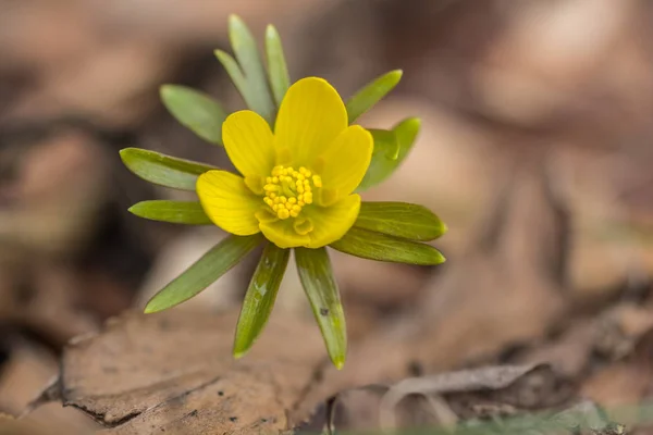 Eranthis hyemalis in voller Blüte — Stockfoto