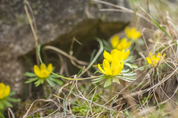 Erantis hyemalis in bloom — стоковое фото