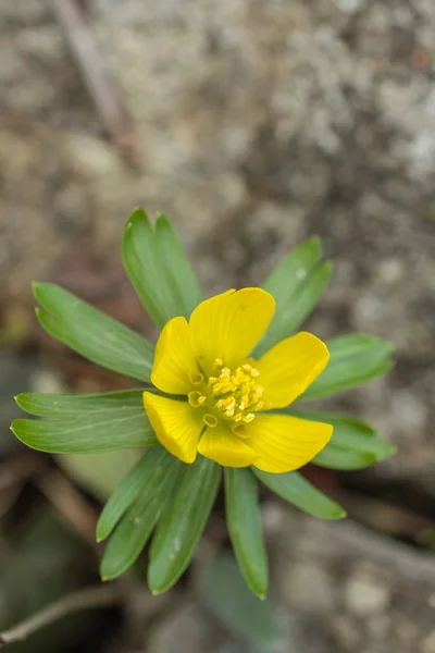 Eranthis hyemalis in voller Blüte — Stockfoto