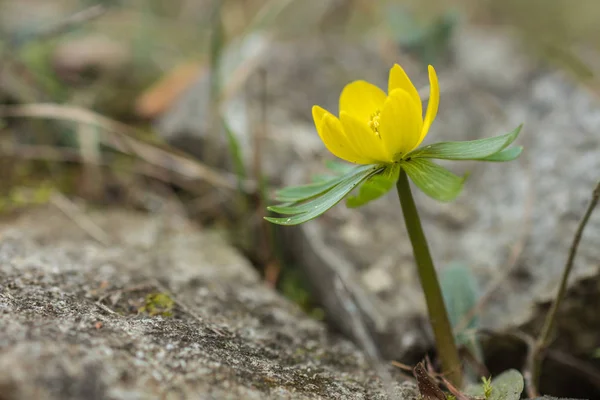 Eranthis hyemalis in voller Blüte — Stockfoto