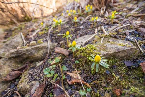 Erantis hyemalis in bloom — стоковое фото