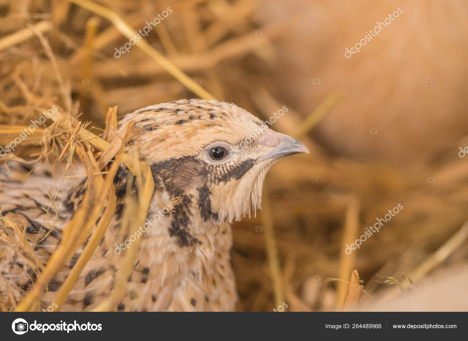 Quail Meadow — Stock Photo © Hopf23 #264489966