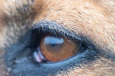 Alman çoban köpeği çayırda oturuyor.