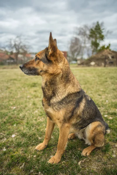 Pastor Alemán Perro Está Sentado Prado — Foto de Stock