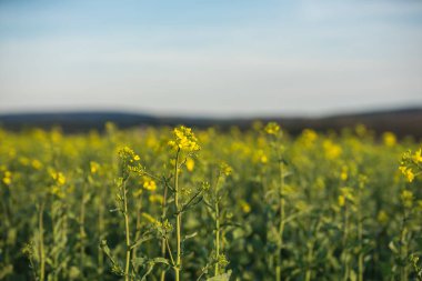 Tecavüz alanı tam çiçeklenme