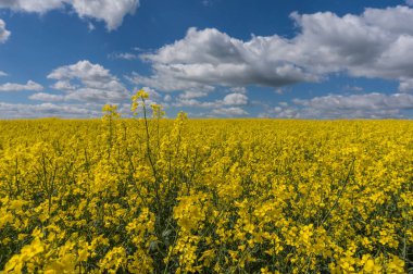 Tecavüz alanı tam çiçeklenme
