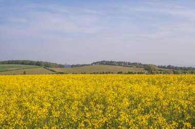 Tecavüz alanı tam çiçeklenme