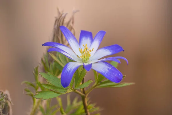 Pequeña Flor Blanca Púrpura — Foto de Stock