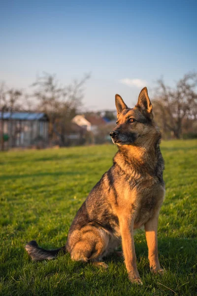 Pastor Alemán Perro Está Sentado Prado —  Fotos de Stock