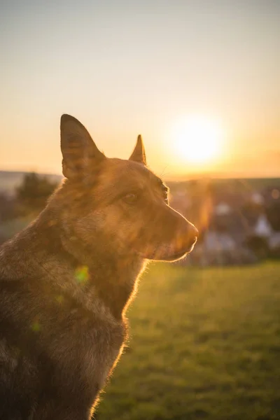 Chien Berger Allemand Est Assis Sur Une Prairie — Photo