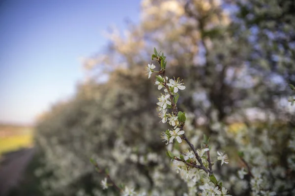 Blackthorn Florescer Primavera — Fotografia de Stock