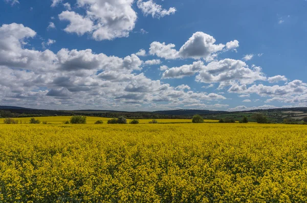 Verkrachting Veld Volle Bloei — Stockfoto