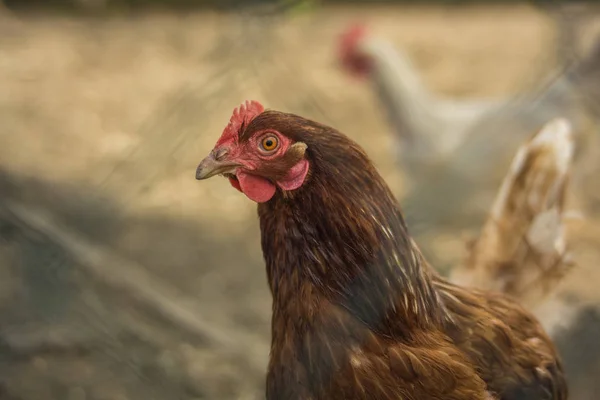 Frango Fazenda — Fotografia de Stock