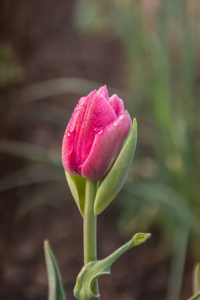 雨滴とチューリップの花 — ストック写真