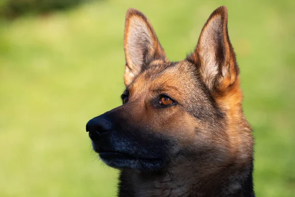 Pastor Alemán Perro Está Sentado Prado — Foto de Stock