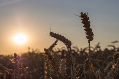 Hasattan hemen önce buğday tarlası