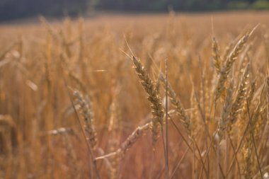 Hasattan hemen önce buğday tarlası