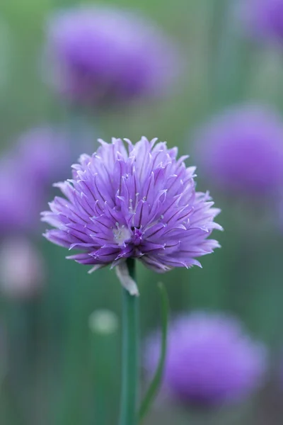 Flor Cebolinha Verão — Fotografia de Stock