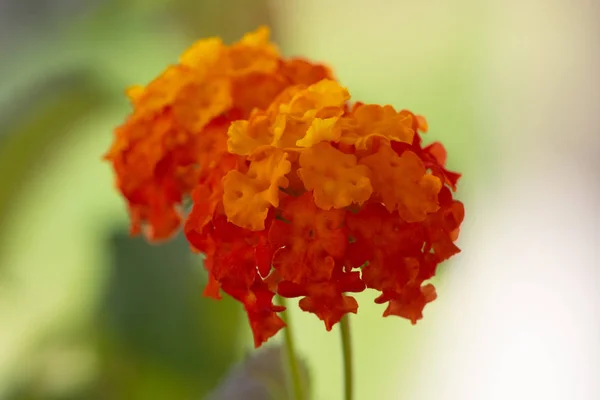 Flor Uma Erva Florescente — Fotografia de Stock