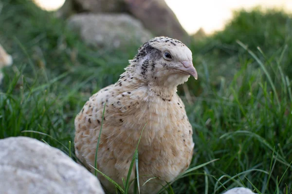 Quail Meadow — Stock Photo, Image