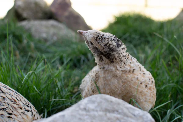 牧草地でウズラ — ストック写真