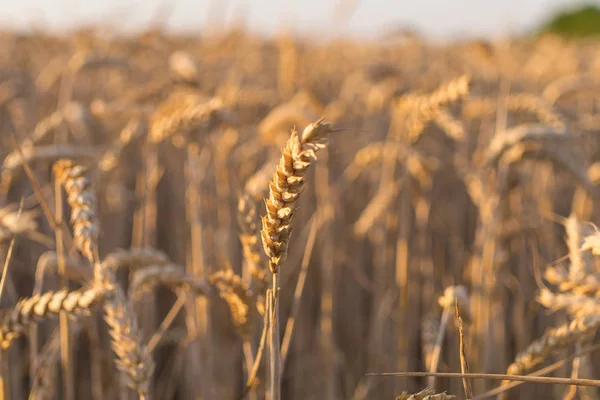 Campo Grano Poco Prima Del Raccolto — Foto Stock