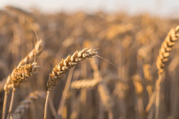 Campo Grano Poco Prima Del Raccolto — Foto Stock