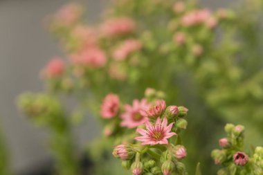 Sedum yazın çiçek açar.