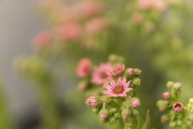 Sedum yazın çiçek açar.