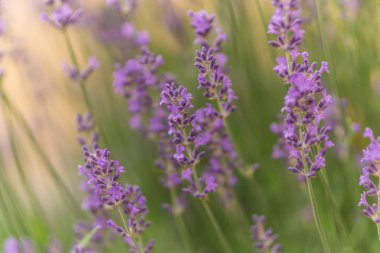 Yazın lavanta çiçekleri