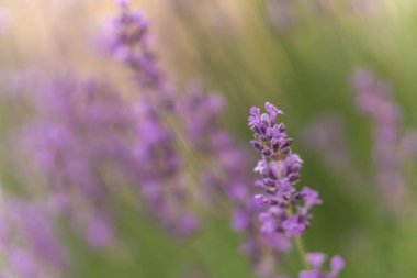 Yazın lavanta çiçekleri