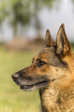 Alman çoban köpeği çayırda oturuyor.