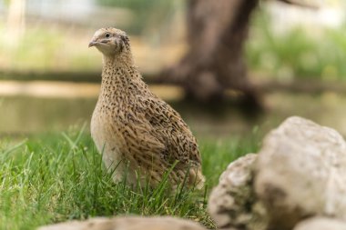 Çayırda bıldırcın