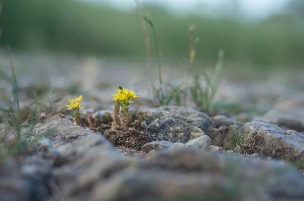 Kleine Gelbe Blume Sommer — Stockfoto
