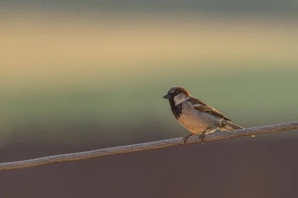 Moineau Domestique Sur Une Ligne Électrique — Photo