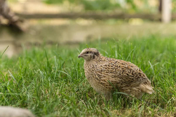 Vaktel Ängen — Stockfoto