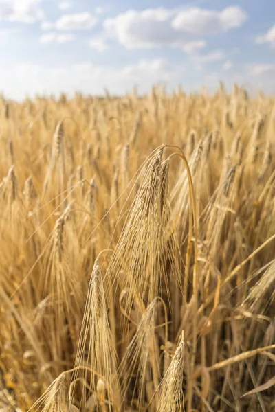 Пшеничное Поле Перед Жатвой — стоковое фото