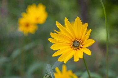 Sabah ayçiçeği tarlası
