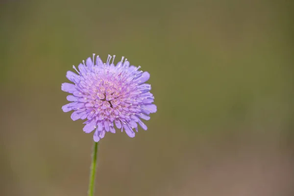 Lilac Kvete Louce — Stock fotografie
