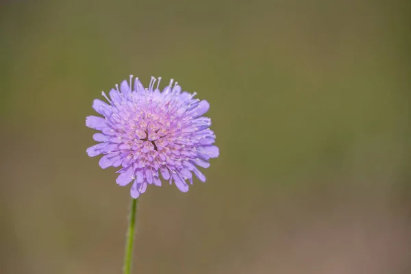 Lilás Floresce Prado — Fotografia de Stock