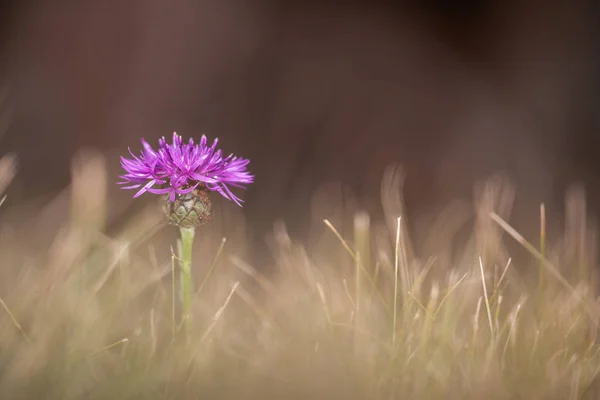 Lilac Kvete Louce — Stock fotografie