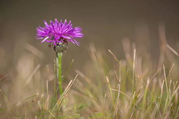 Lilac Kvete Louce — Stock fotografie